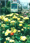 sd̃oA